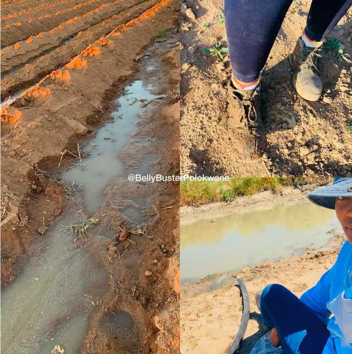 Belly Buster farm — freshly irrigated fields and farmer at work